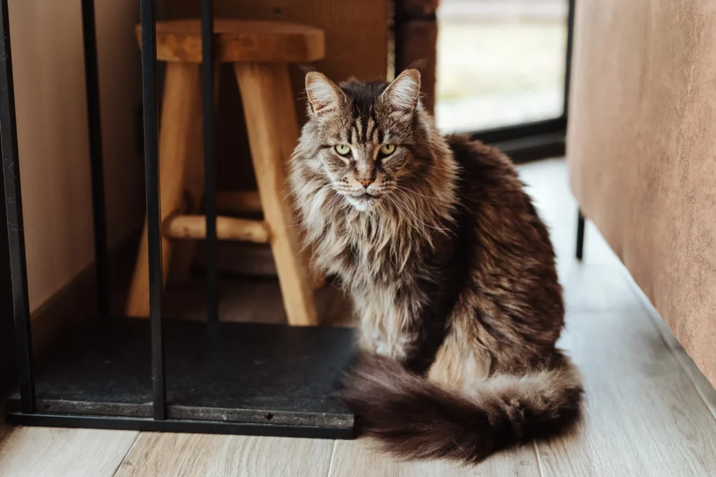 séance photo chat landes et pays basque
