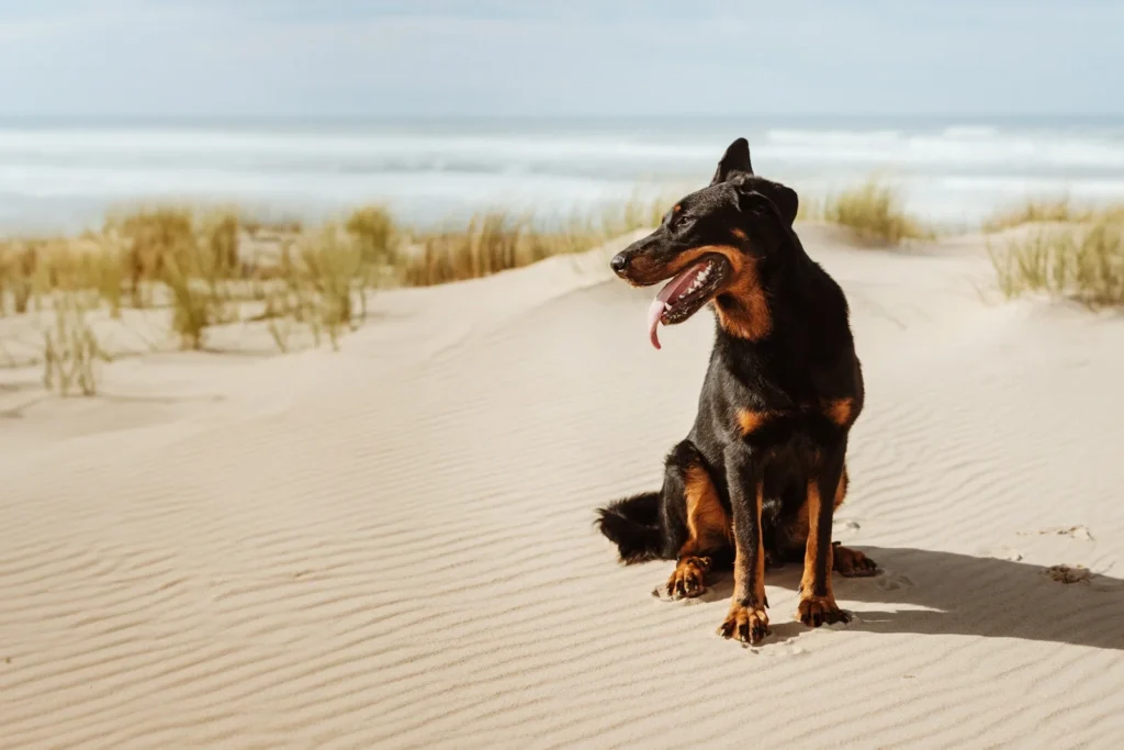 séance photo chien landes et pays basque