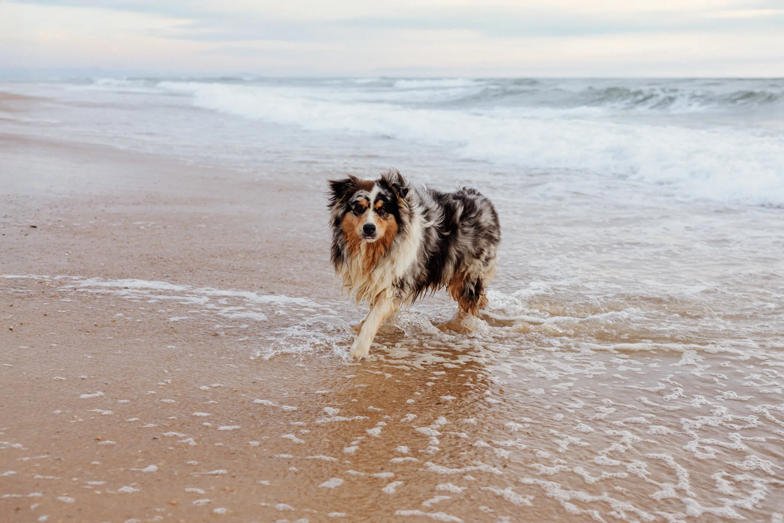 Chien courant dans l’eau au bord de l’océan pendant une séance photo sur la plage de Soustons dans les Landes