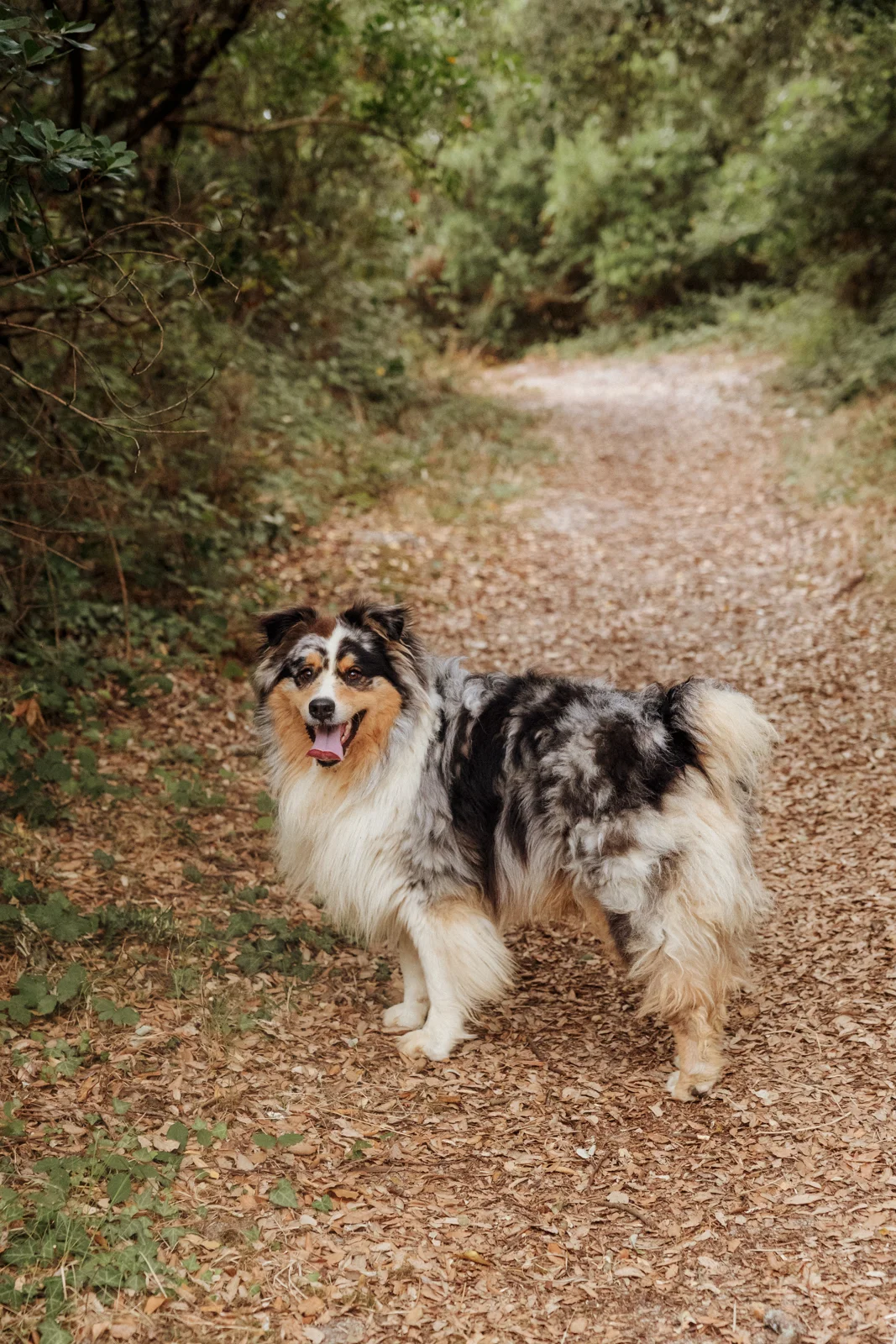 Berger australien sur un chemin forestier pendant une séance photo dans les Landes