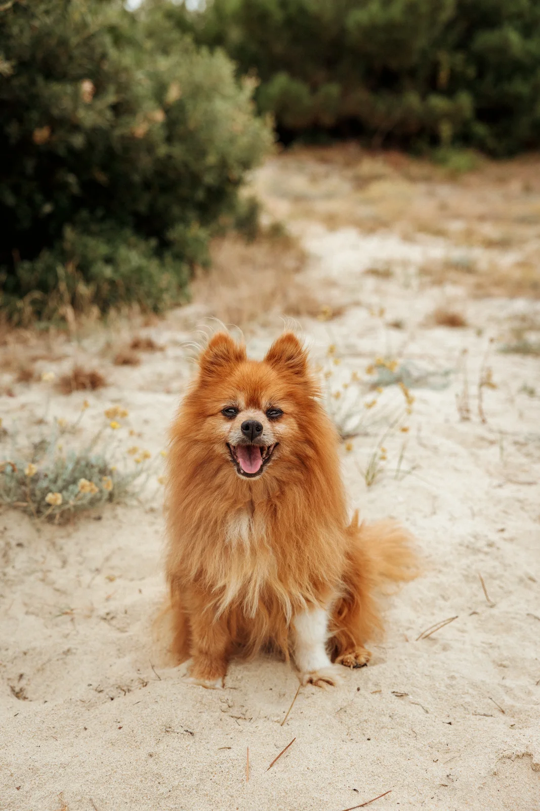 Portrait d’un petit chien roux pendant une séance photo famille dans les Landes