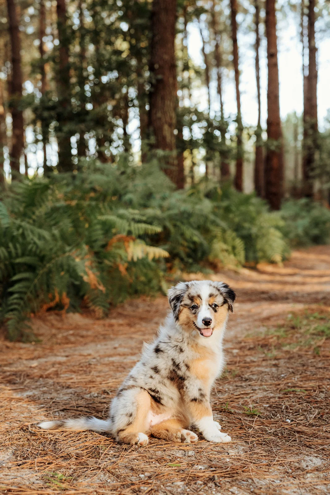 Portrait d'un chiot berger américain sur un chemin de forêt dans les Landes