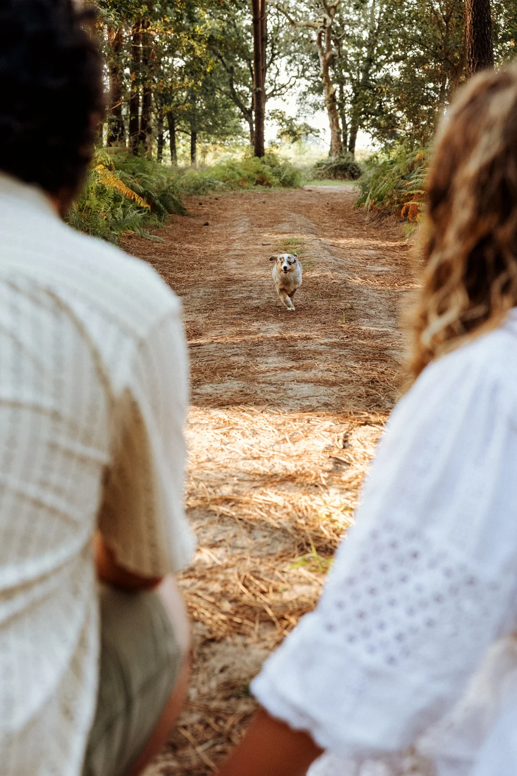 Chiot berger américain courant vers ses propriétaires dans la forêt landaise
