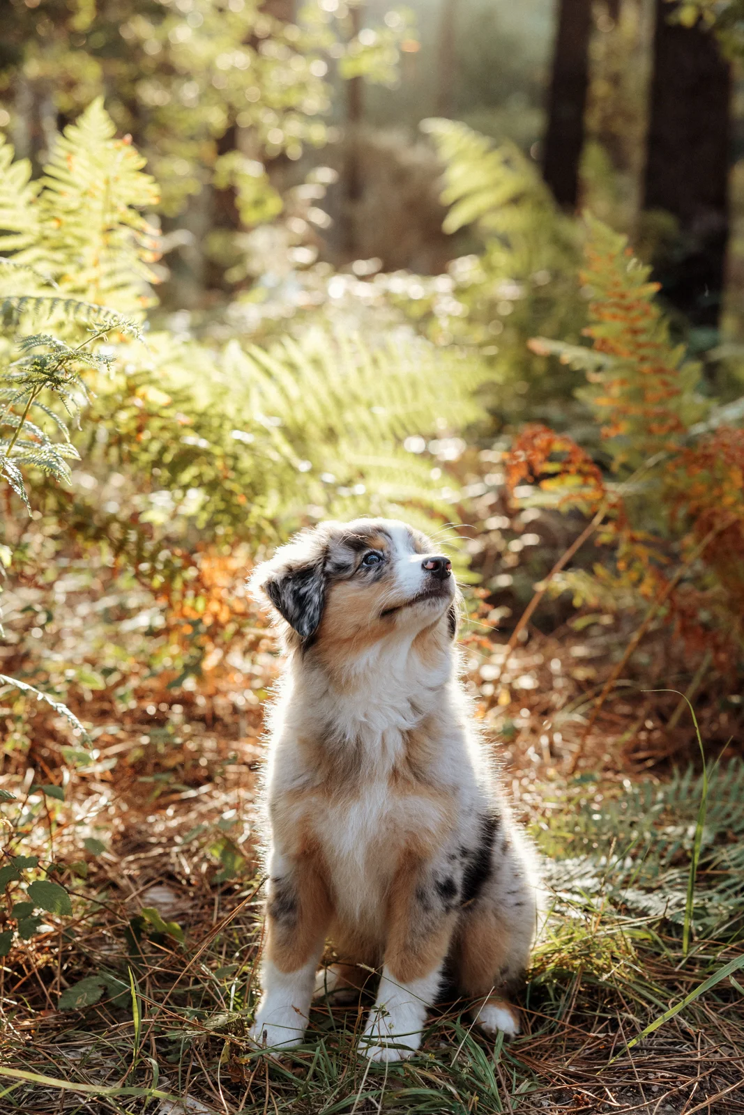 Portrait d'un chiot berger américain en forêt pendant une séance photo dans les Landes