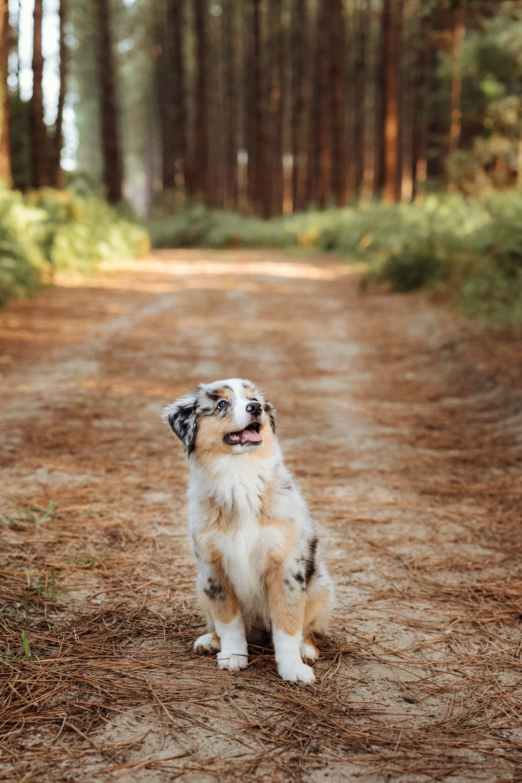 Portrait d'un chiot berger américain sur un chemin forestier dans les Landes